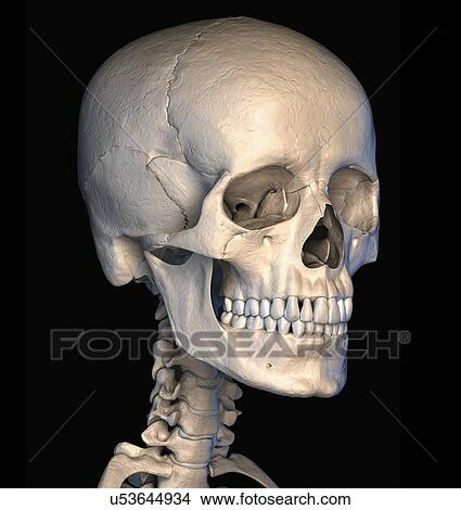 Stock Illustration - "Human skull, illustration". Fotosearch
