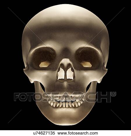 "Human skull, illustration" View Large Illustration Stock Illustration - "Human skull, illustration". Fotosearch