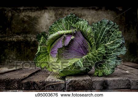 January king cabbage View Large Photo Image Stock Photograph - January king cabbage. Fotosearch