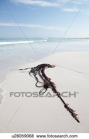 Stock Photo - Kelp on beach. Fotosearch