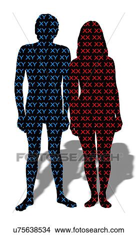 Male and female chromosomes View Large Illustration Stock Illustration - Male and female chromosomes. Fotosearch