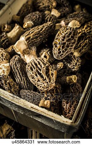 Morel mushrooms View Large Photo Image Stock Image - Morel mushrooms. Fotosearch