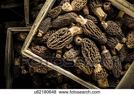 Morel mushrooms View Large Photo Image Stock Photo - Morel mushrooms. Fotosearch