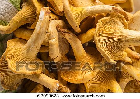 Stock Image - Mushrooms. Fotosearch