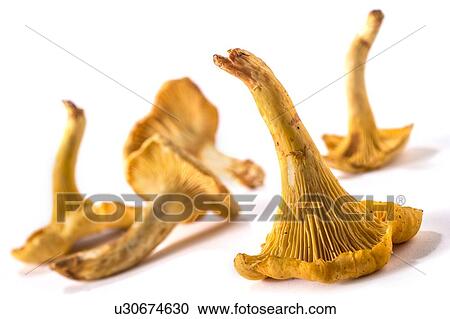 "Mushrooms, studio shot" View Large Photo Image Stock Image - "Mushrooms, studio shot". Fotosearch