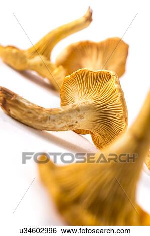 "Mushrooms, studio shot" View Large Photo Image Stock Photograph - "Mushrooms, studio shot". Fotosearch