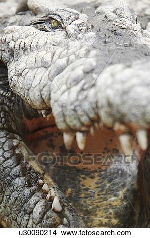 Nile crocodile View Large Photo Image Picture - Nile crocodile. Fotosearch