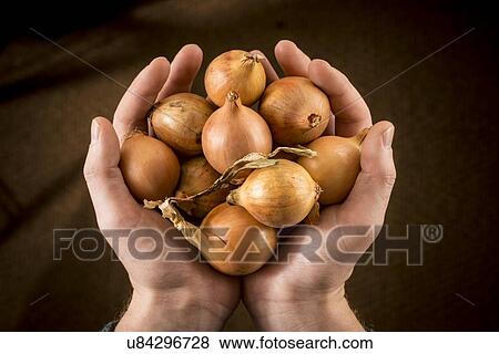 Stock Photo - Person holding brown onions. Fotosearch