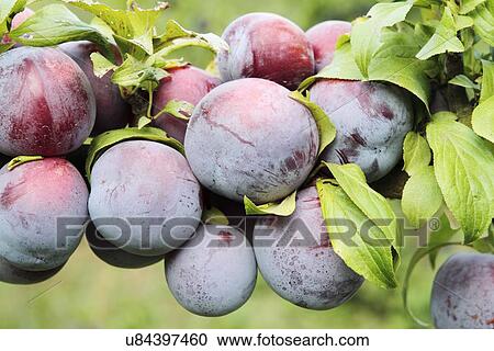 Plums View Large Photo Image Stock Image - Plums. Fotosearch