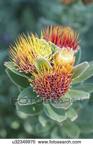 Protea tufted pincushion View Large Photo Image Stock Image - Protea tufted pincushion. Fotosearch