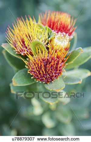 Protea tufted pincushion View Large Photo Image Stock Photo - Protea tufted pincushion. Fotosearch