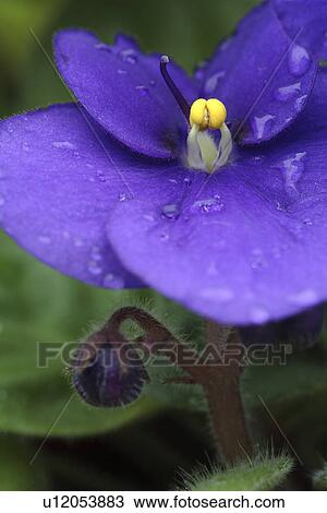Stock Image - Purple African violet. Fotosearch