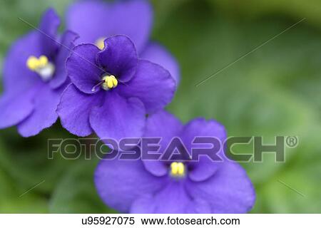 Purple African violet View Large Photo Image Stock Photography - Purple African violet. Fotosearch