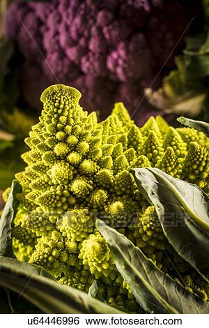 Purple and romanesque cauliflowers View Large Photo Image Stock Photograph - Purple and romanesque cauliflowers. Fotosearch