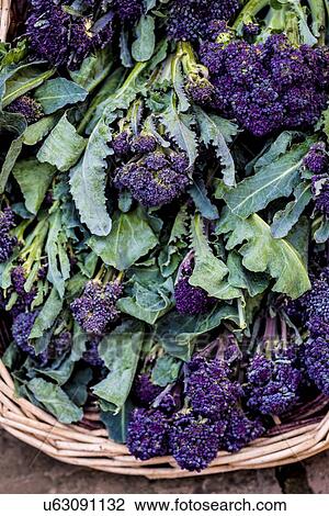 Stock Image - Purple sprouting broccoli. Fotosearch