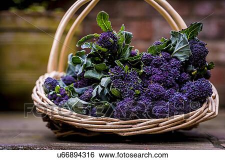 Stock Photograph - Purple sprouting broccoli. Fotosearch