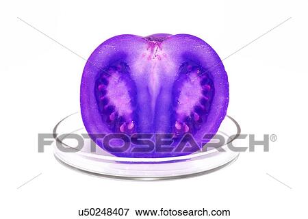 Stock Illustration - Purple tomato on petri dish. Fotosearch
