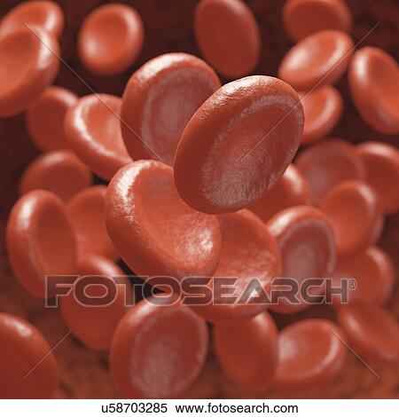 Stock Illustration - "Red blood cells, illustration". Fotosearch