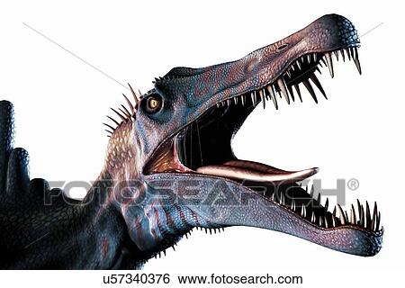 Spinosaurus Head Study View Large Illustration Stock Illustration - Spinosaurus Head Study. Fotosearch