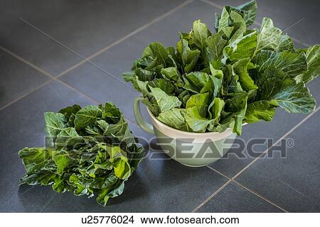 Spring cabbage View Large Photo Image Picture - Spring cabbage. Fotosearch