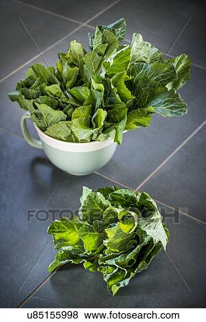 Stock Photo - Spring cabbage. Fotosearch