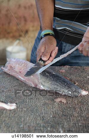 Thyrsites atun View Large Photo Image Stock Image - Thyrsites atun. Fotosearch
