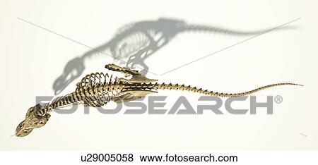 Stock Illustration - "Tyrannosaurus rex skeleton, illustration". Fotosearch