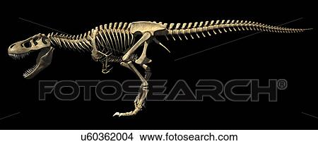 "Tyrannosaurus rex skeleton, illustration" View Large Illustration Stock Illustration - "Tyrannosaurus rex skeleton, illustration". Fotosearch