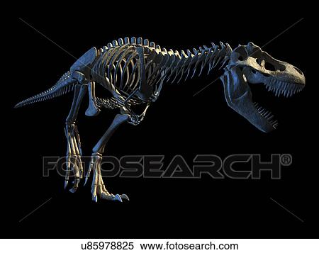 "Tyrannosaurus rex skeleton, illustration" View Large Illustration Stock Illustration - "Tyrannosaurus rex skeleton, illustration". Fotosearch
