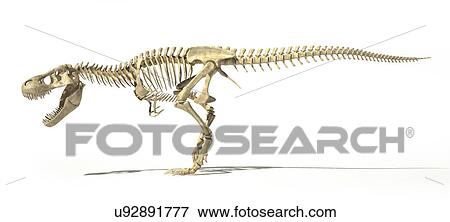 Stock Illustration - "Tyrannosaurus rex skeleton, illustration". Fotosearch