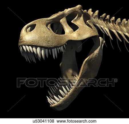 "Tyrannosaurus rex skull, illustration" View Large Illustration Stock Illustration - "Tyrannosaurus rex skull, illustration". Fotosearch