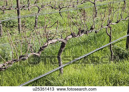 Vines and irrigation View Large Photo Image Stock Image - Vines and irrigation. Fotosearch
