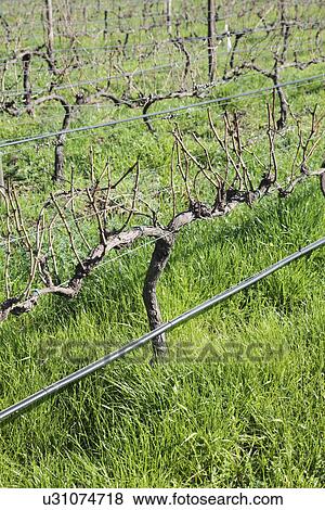 Vines and irrigation View Large Photo Image Stock Photo - Vines and irrigation. Fotosearch