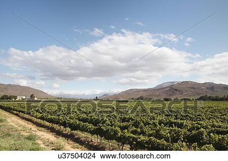 Vines View Large Photo Image Picture - Vines. Fotosearch