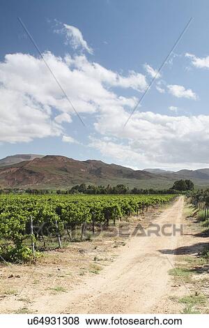 Stock Photo - Vines. Fotosearch