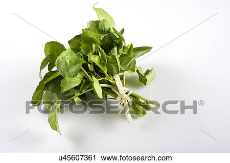 "Water cress, studio shot" View Large Photo Image Stock Image - "Water cress, studio shot". Fotosearch