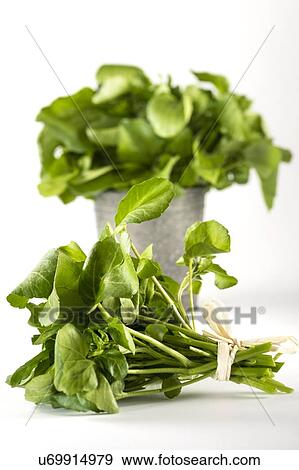 Stock Photo - "Water cress, studio shot". Fotosearch