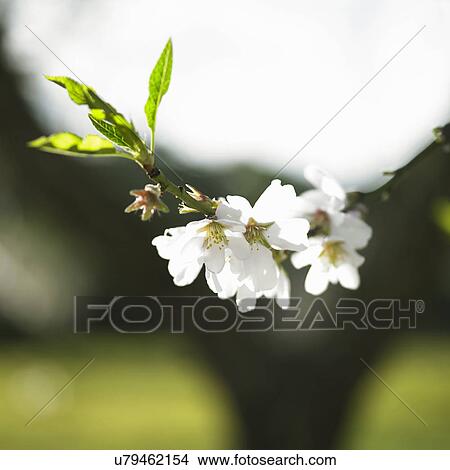 Picture - Almond tree flowers. Fotosearch