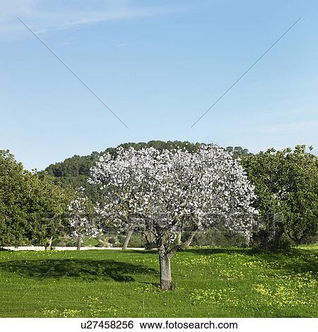 Stock Photograph - "Almond tree, Mallorca, Spain". Fotosearch