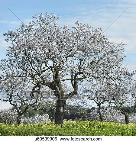 Stock Photograph - "Almond trees, Mallorca, Spain". Fotosearch