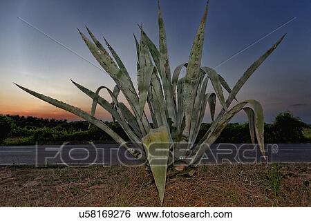 Stock Photograph - Aloe plant on roadside at dusk. Fotosearch