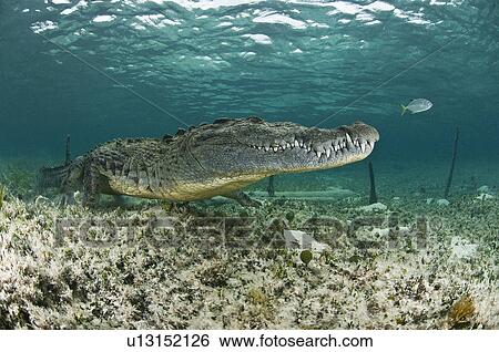 "American crocodile, Chinchorro biosphere reserve, Quintana Roo, Mexico" View Large Photo Image Stock Photograph - "American crocodile, Chinchorro biosphere reserve, Quintana Roo, Mexico". Fotosearch
