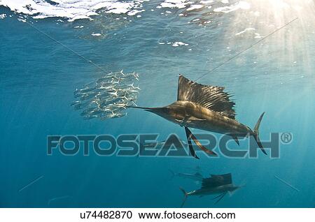 Stock Image - "Atlantic sailfish (Istiophorus albicans) gather around the waters of Contoy Island, Quintana Roo, Mexico, to hunt and feed on migrating sardines". Fotosearch