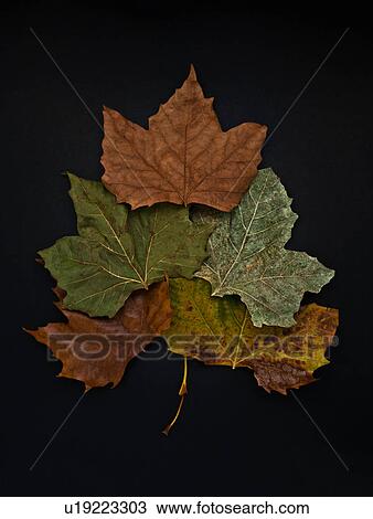 Stock Image - Autumn leaves on black background. Fotosearch