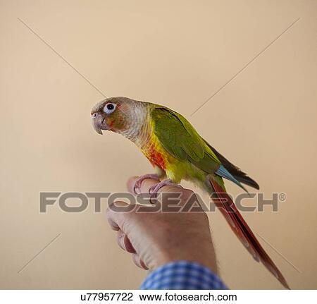 Bird perched on man's finger View Large Photo Image Stock Image - Bird perched on man's finger. Fotosearch