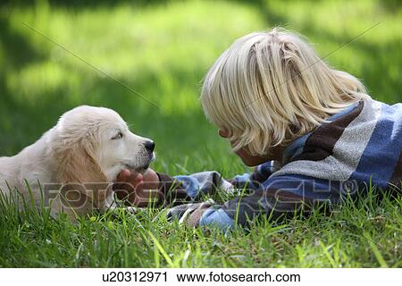 Boy stroking Golden Retriever puppy on grass View Large Photo Image Stock Image - Boy stroking Golden Retriever puppy on grass. Fotosearch