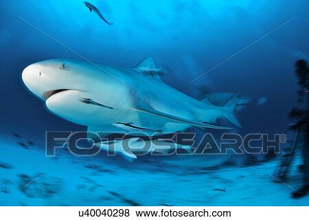 "Bull sharks (Carcharhinus leucas) migrate through the yucatan peninsula from central america in the winter months, Playa del Carmen, Quintana Roo, Mexico" View Large Photo Image Stock Photo - "Bull sharks (Carcharhinus leucas) migrate through the yucatan peninsula from central america in the winter months, Playa del Carmen, Quintana Roo, Mexico". Fotosearch