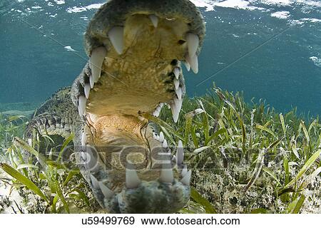 "Close up of open mouthed american crocodile, Chinchorro biosphere reserve, Quintana Roo, Mexico" View Large Photo Image Stock Photo - "Close up of open mouthed american crocodile, Chinchorro biosphere reserve, Quintana Roo, Mexico". Fotosearch