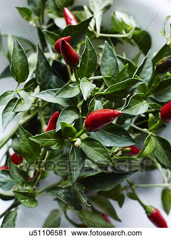 Close up of red birdseye chillies in bowl View Large Photo Image Stock Image - Close up of red birdseye chillies in bowl. Fotosearch