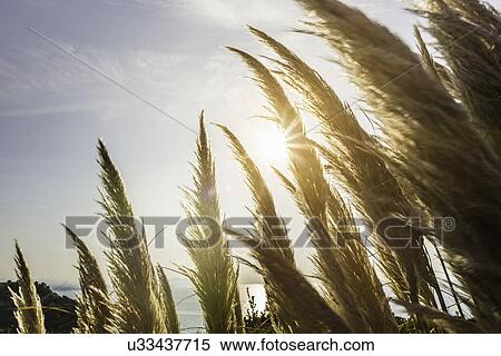 "Close up of sunlit pampas grass, Erretegia beach, Bidart, France" View Large Photo Image Stock Photography - "Close up of sunlit pampas grass, Erretegia beach, Bidart, France". Fotosearch